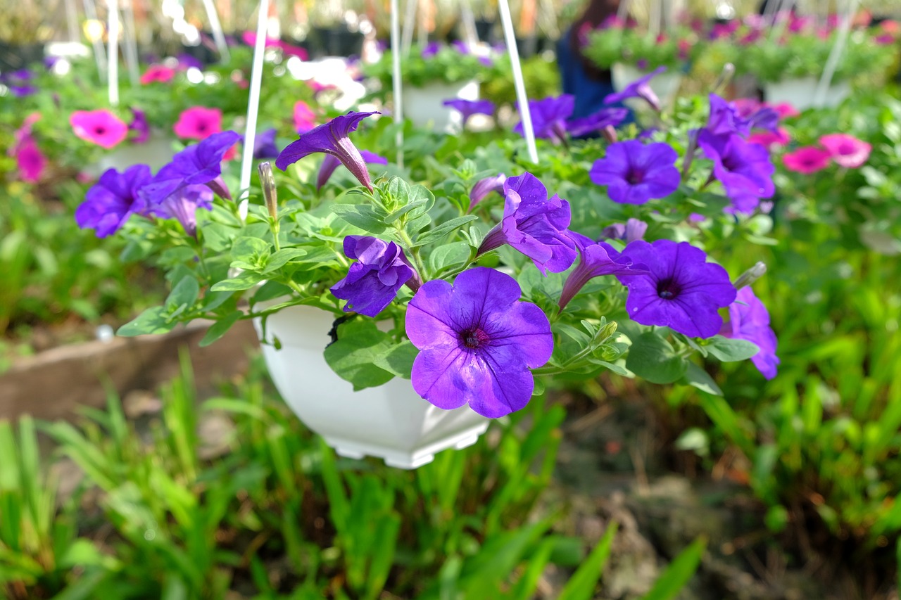 purple flowers vietnam natural free photo