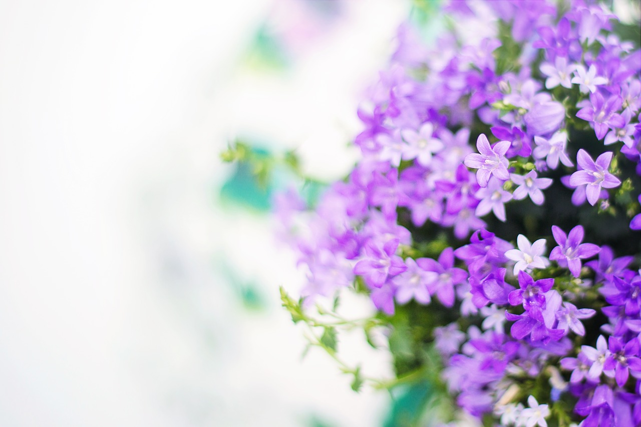 purple flowers spring summer free photo