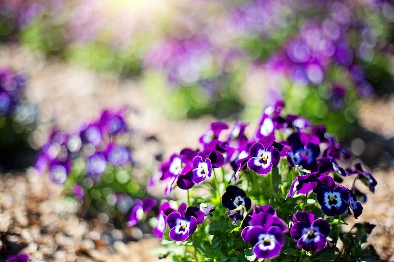 purple flowers flowers spring free photo