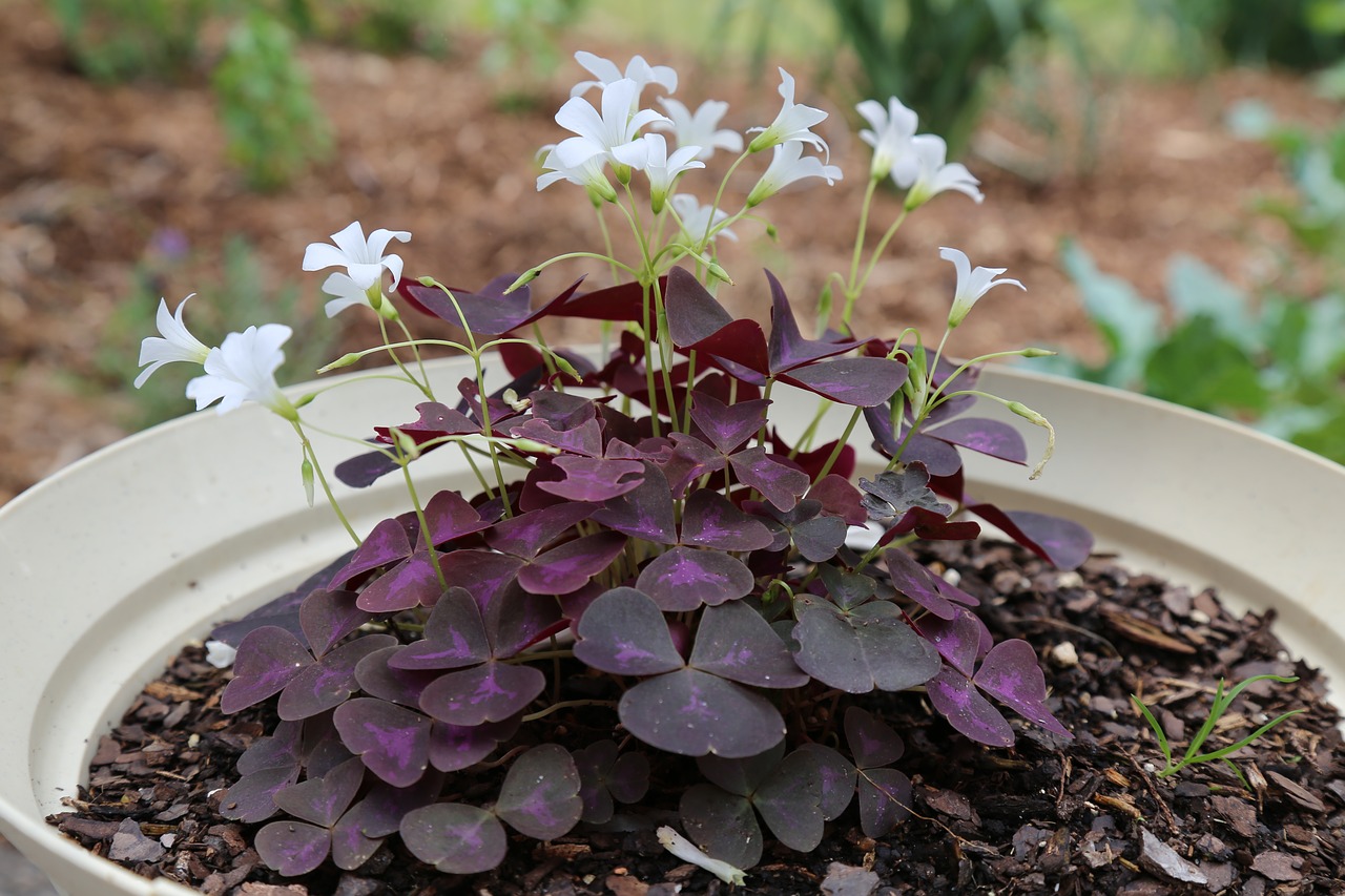 purple flowers oxalia white flowers free photo