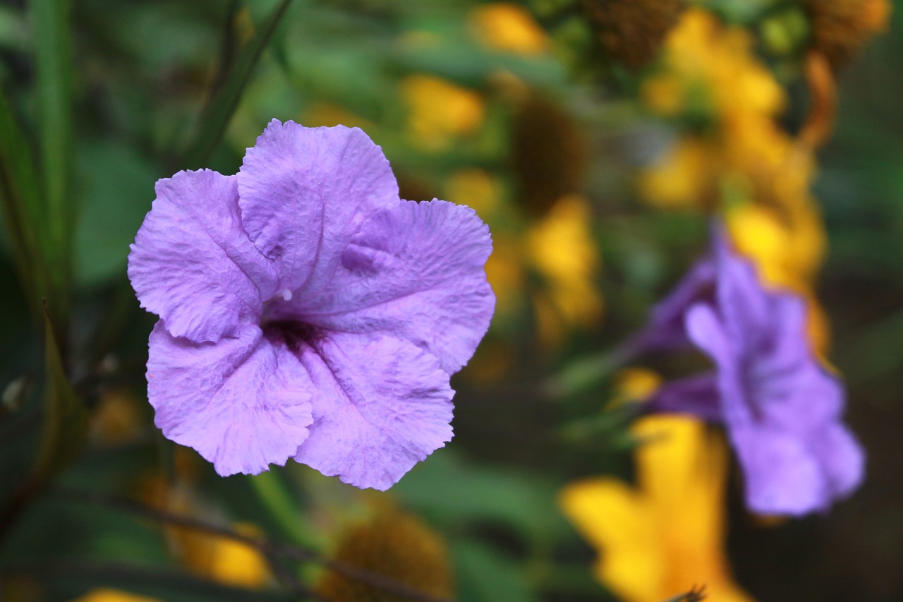 purple flowers plant macro free photo