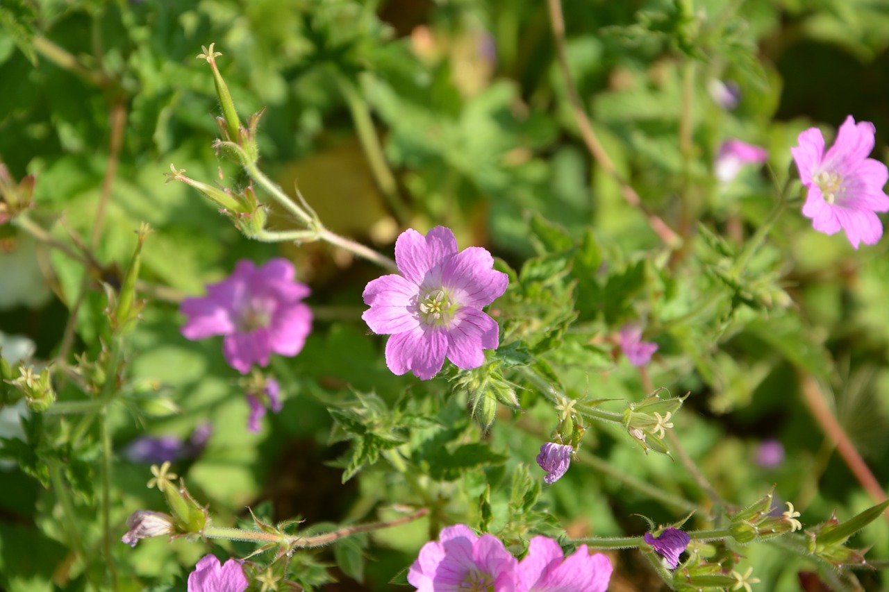 purple flowers garden plants free photo