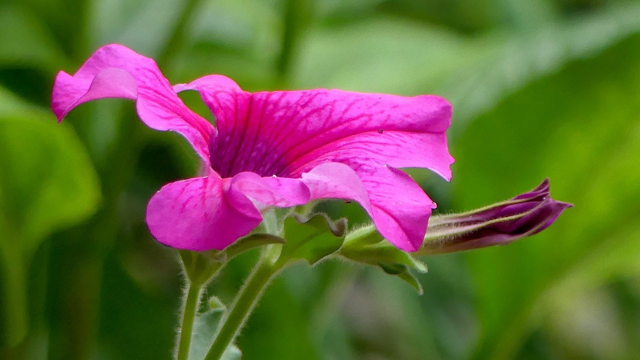 purple flowers nature floral free photo