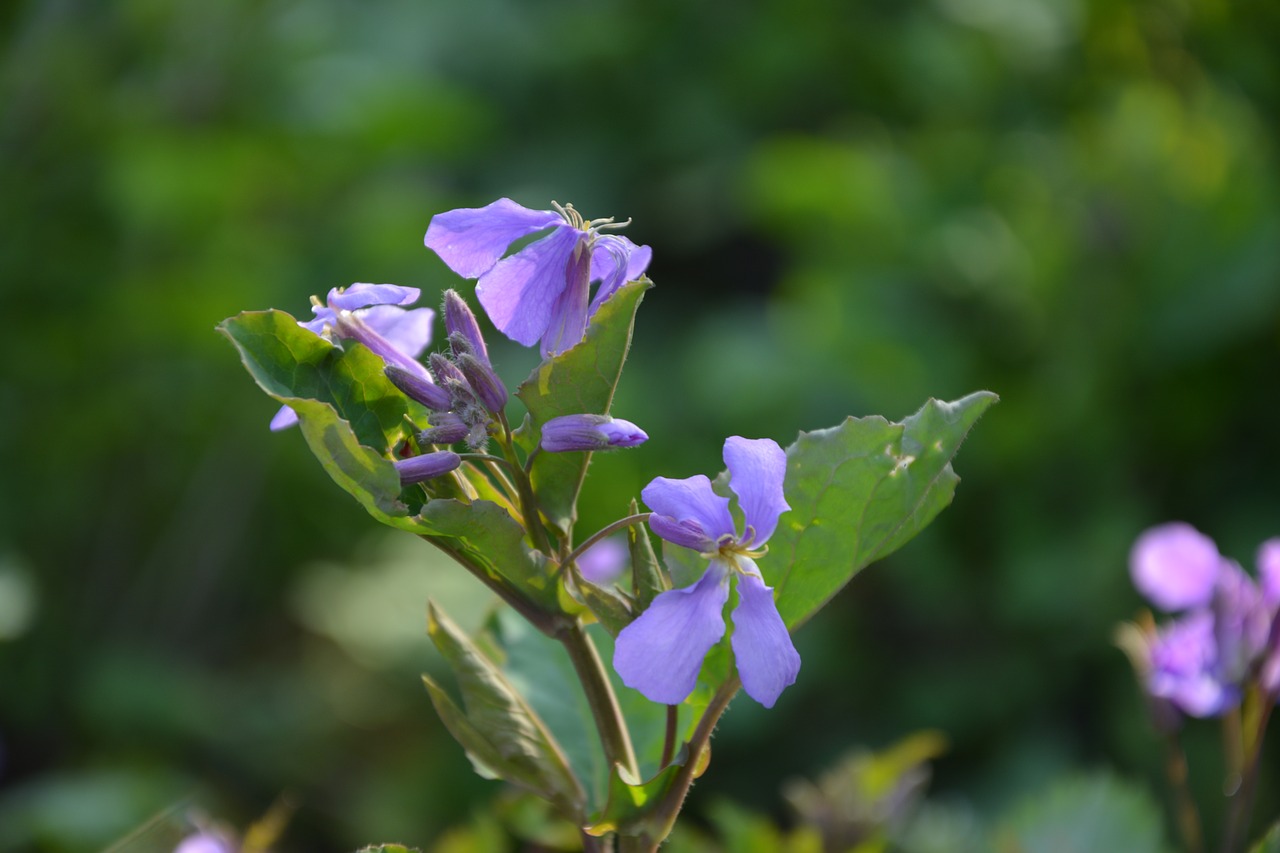 purple flowers flower purple flower free photo