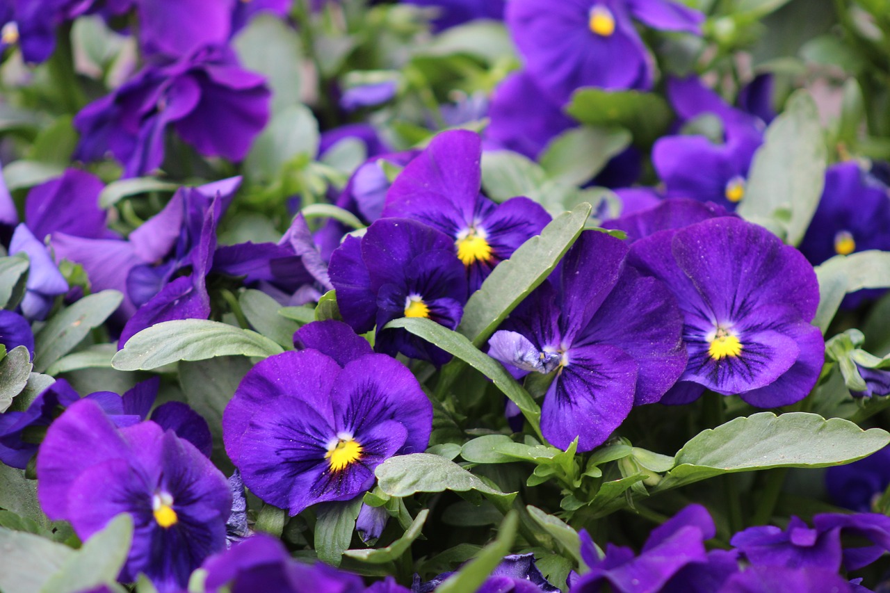 purple flowers petals blooming free photo