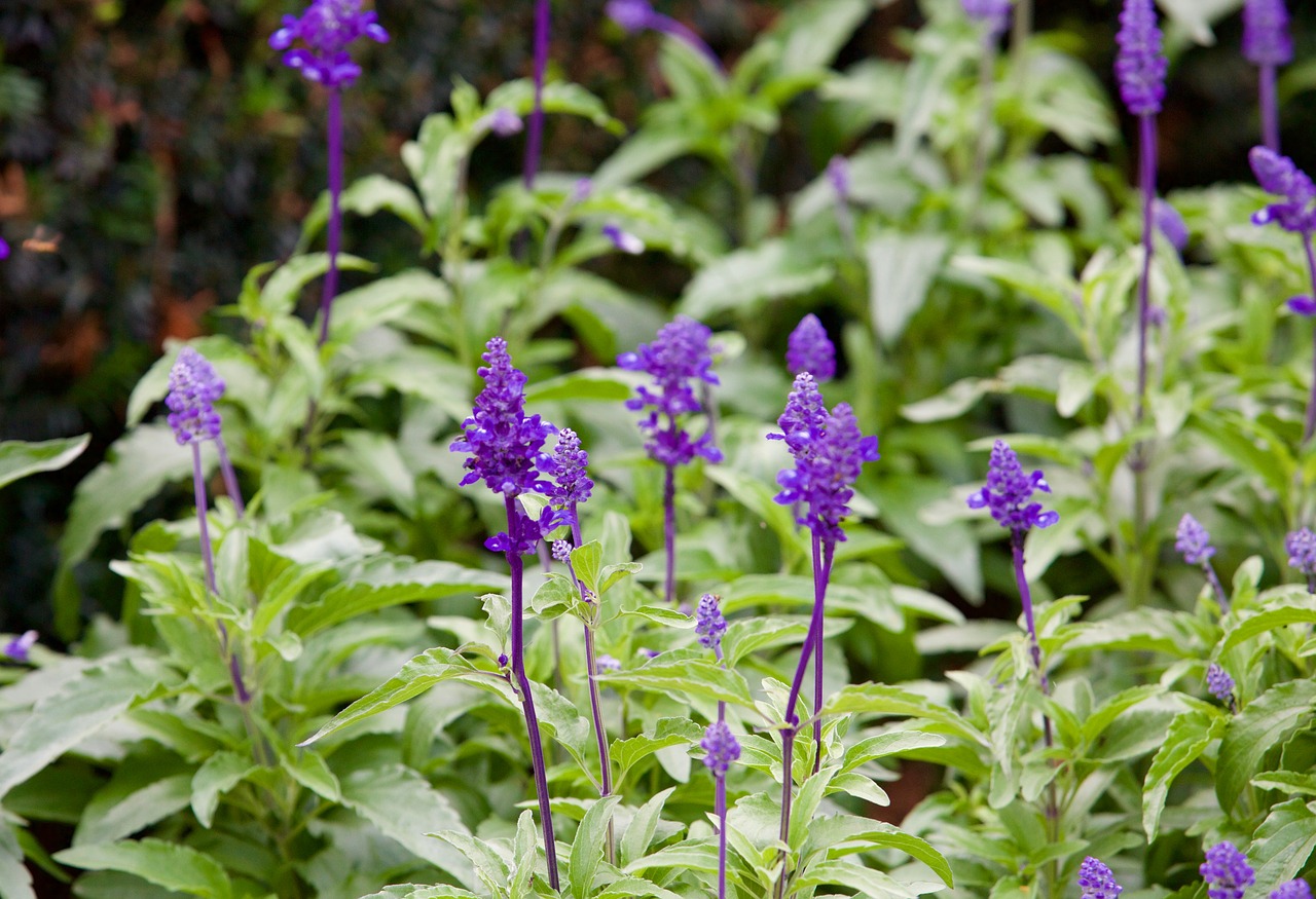 purple flowers garden nature free photo