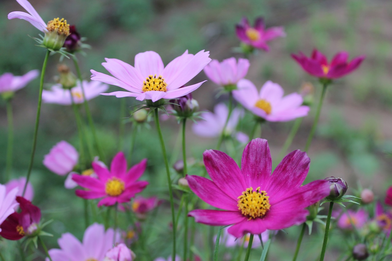 purple flowers flowers lilac flowers free photo