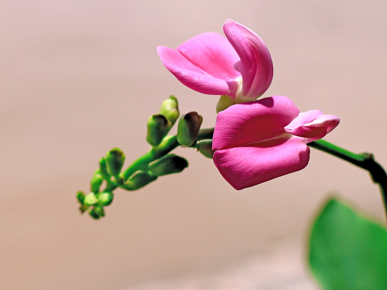 purple flowers wildflowers flowers bloom free photo