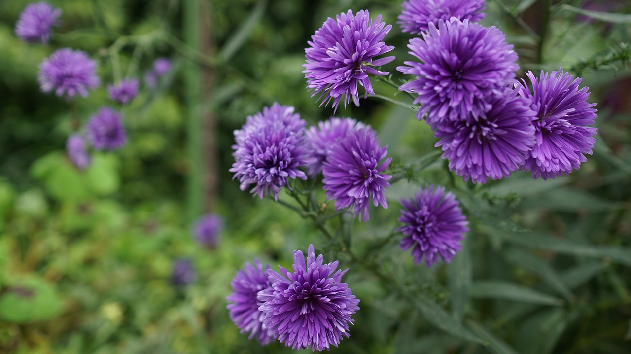 purple flowers flower plant free photo