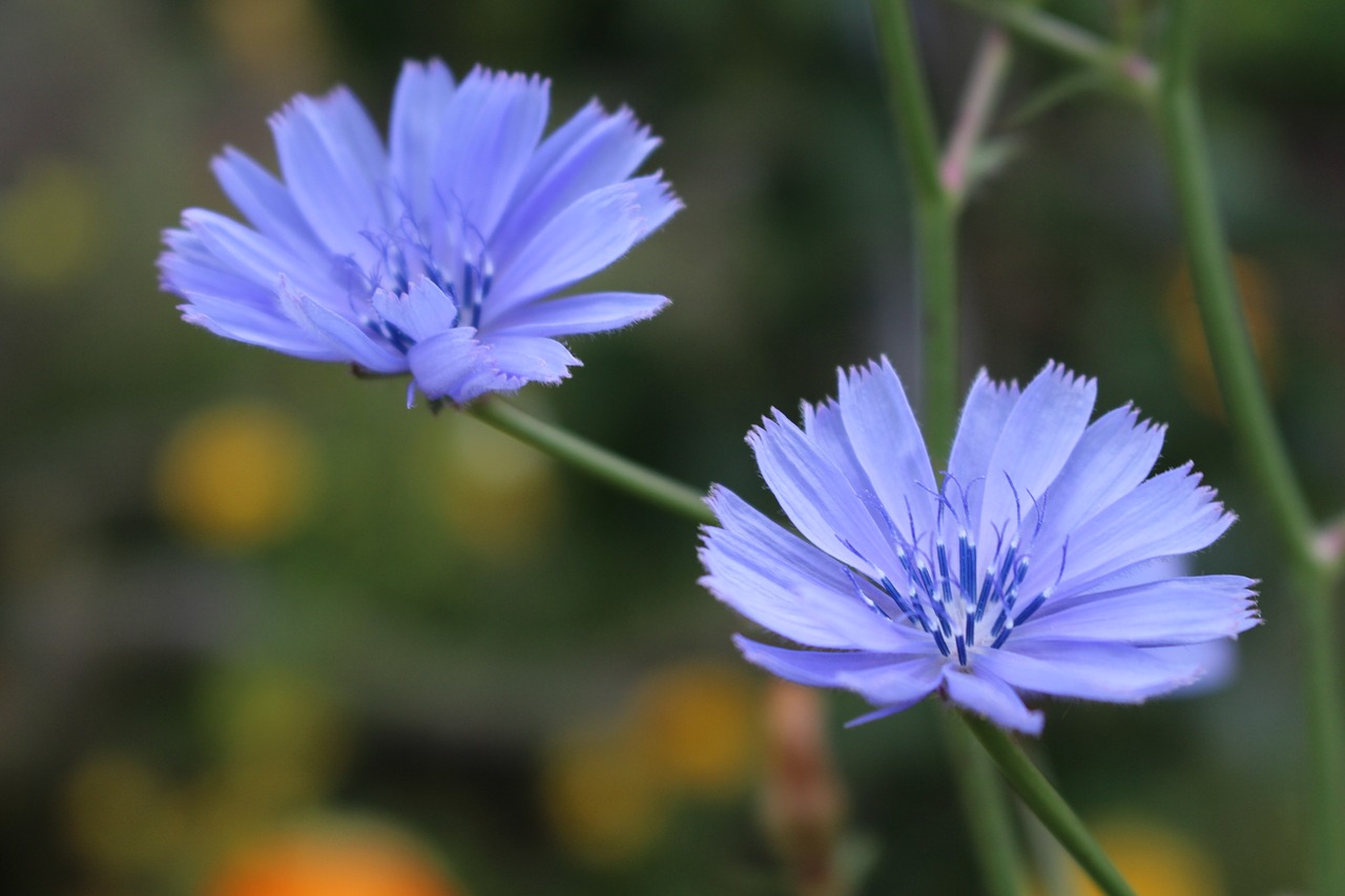 purple flowers cichorium flower plant free photo