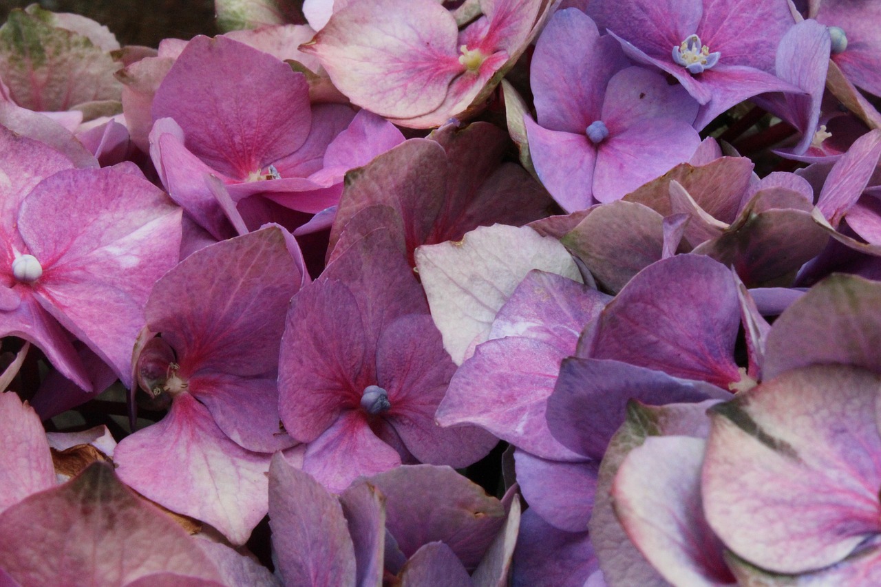 purple flowers bouquet purple free photo