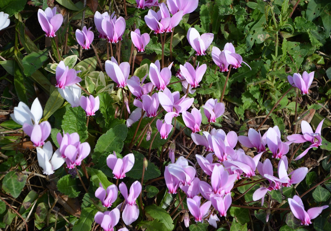 purple flowers green leaves nature free photo