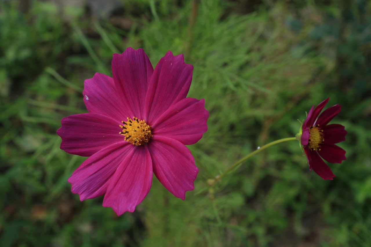 purple flowers flower spring free photo