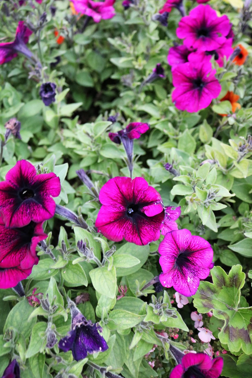 purple flowers pink flowers purple free photo