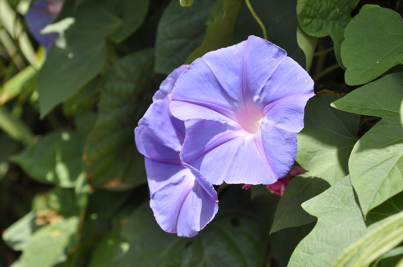 purple flowers morning glory flowers sea beautiful flowers free photo