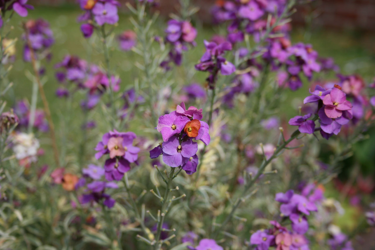 flowers purple red free photo