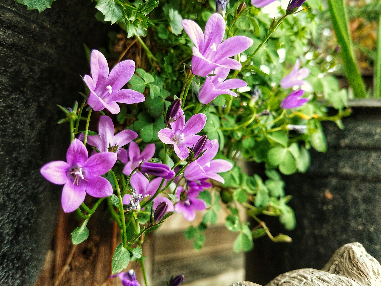 purple flowers green free pictures free photo