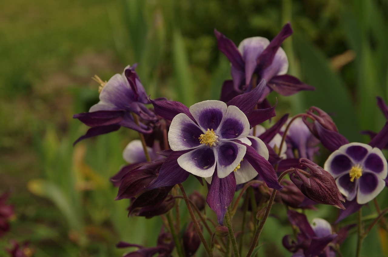 purple flowers  flower free pictures free photo