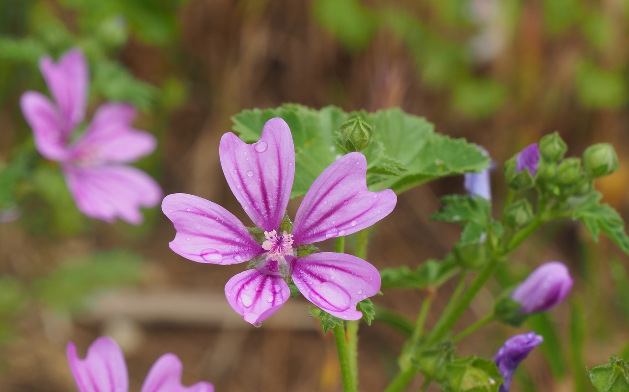 purple flowers  nature  spring free photo