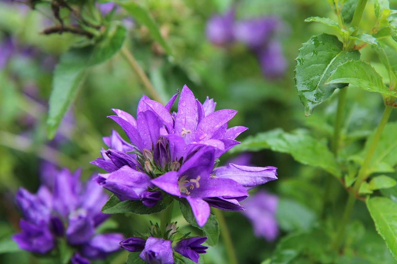 purple flowers  flowering  perennial free photo