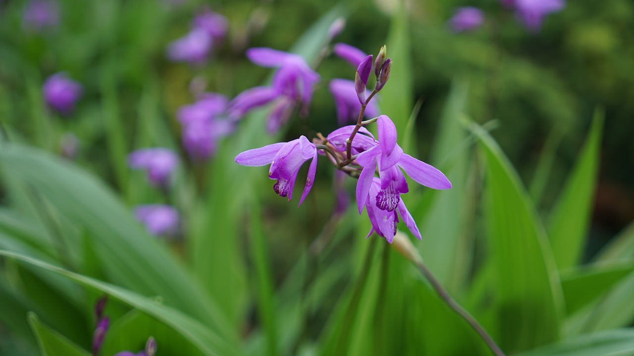 purple flowers  spring flowers  wildflower free photo