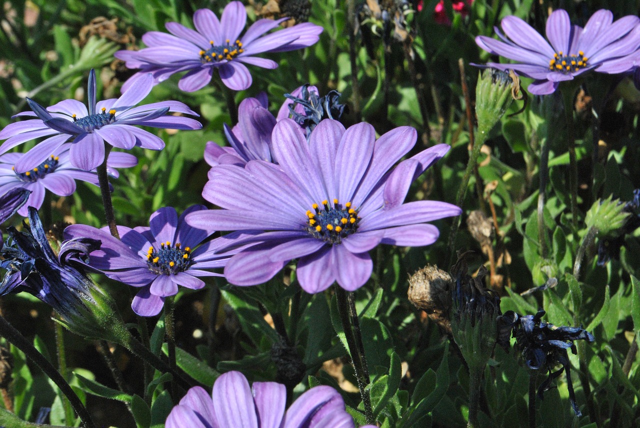 purple flowers  purple  flowers free photo