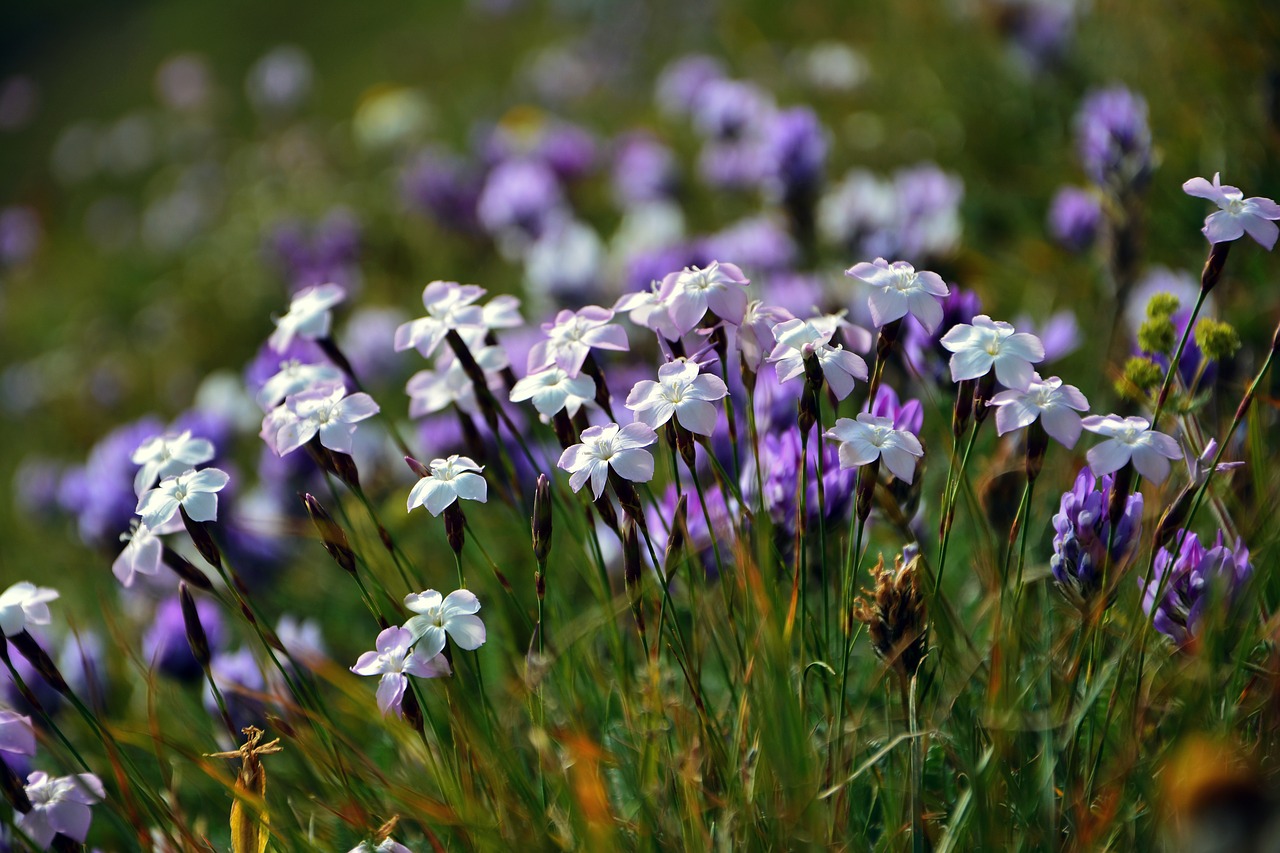 purple flowers  decorative  flower free photo