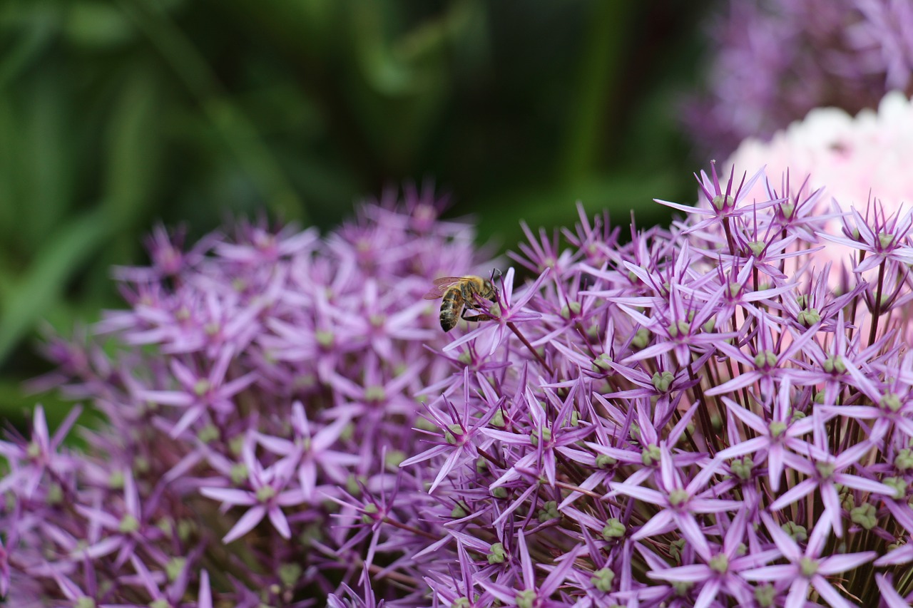 purple flowers flower purple free photo