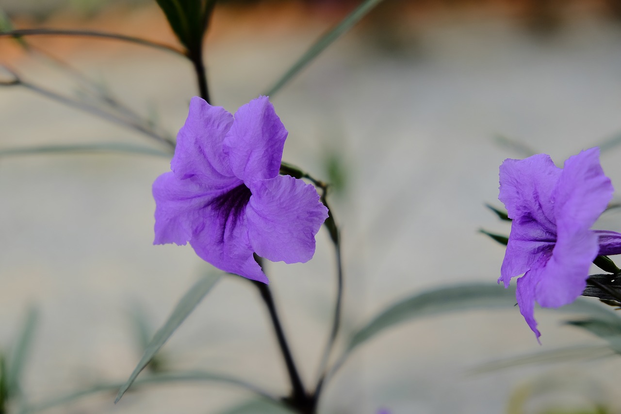 purple flowers  the leaves  tree free photo