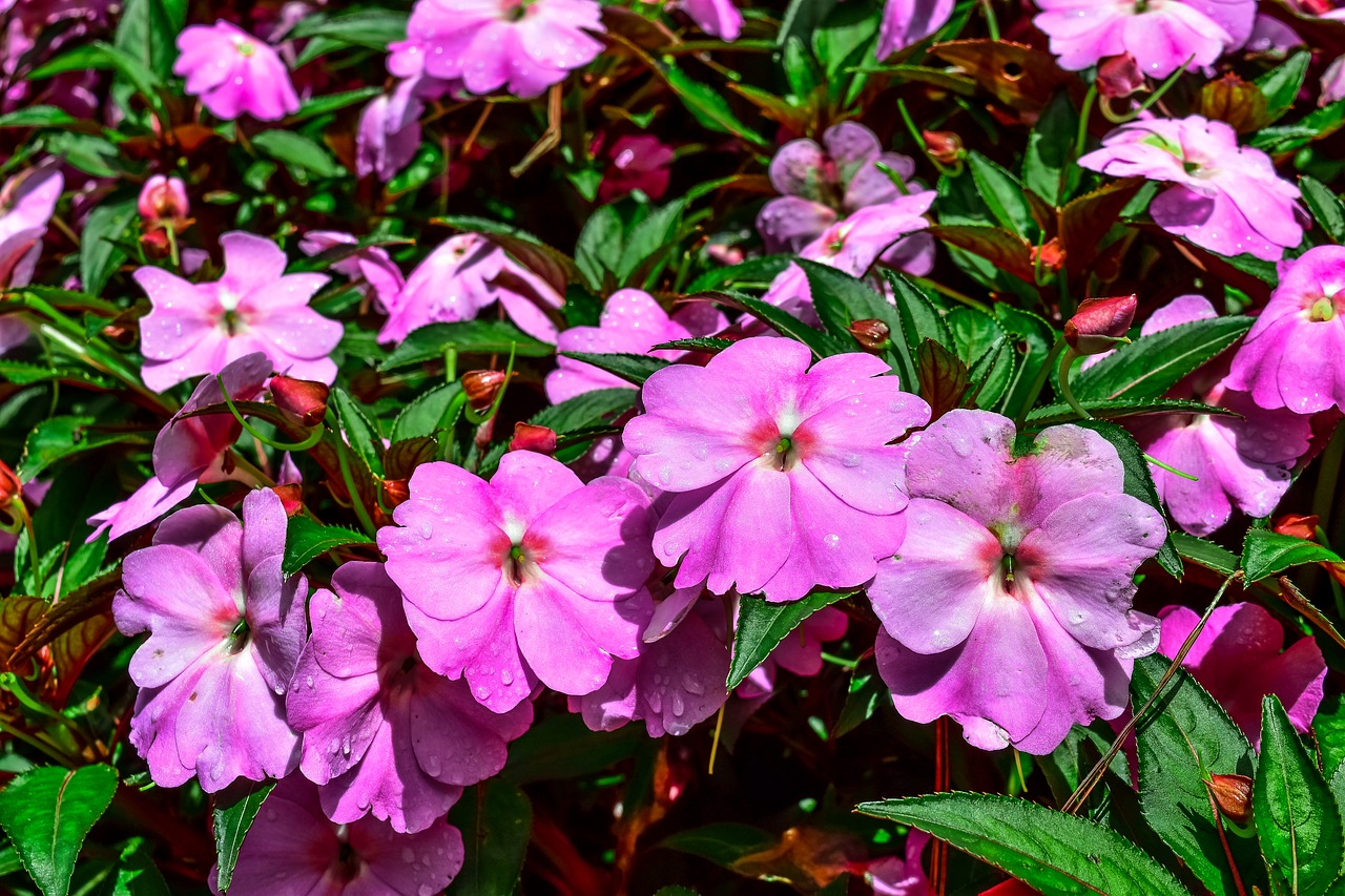 purple flowers  garden flower  flower garden free photo