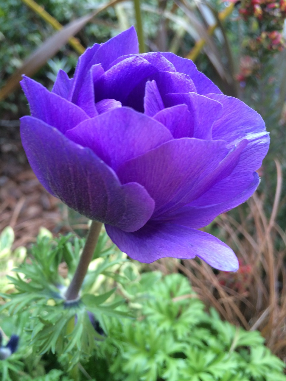 purple flowers flowers garden free photo