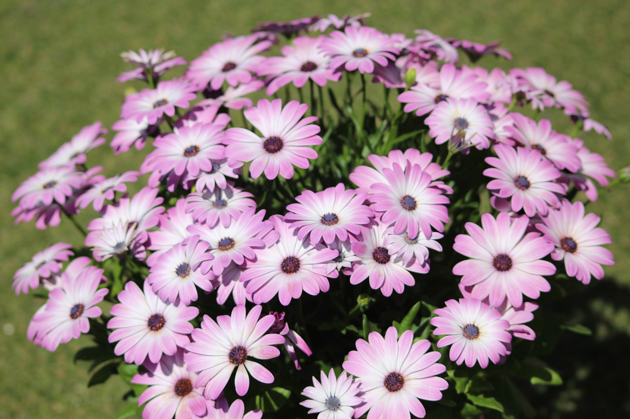 purple flowers violet flowers pink flowers free photo