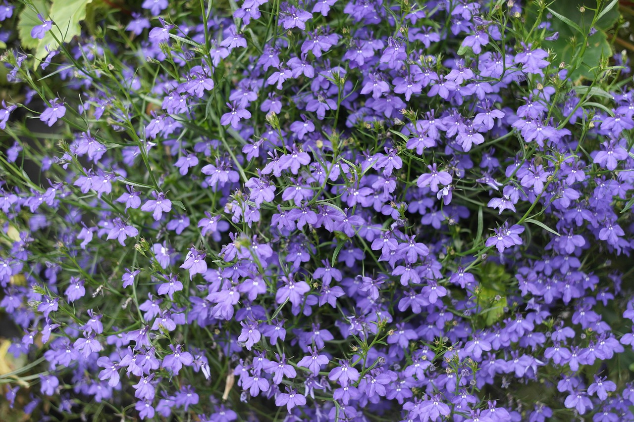 purple flowers little flower flowers free photo
