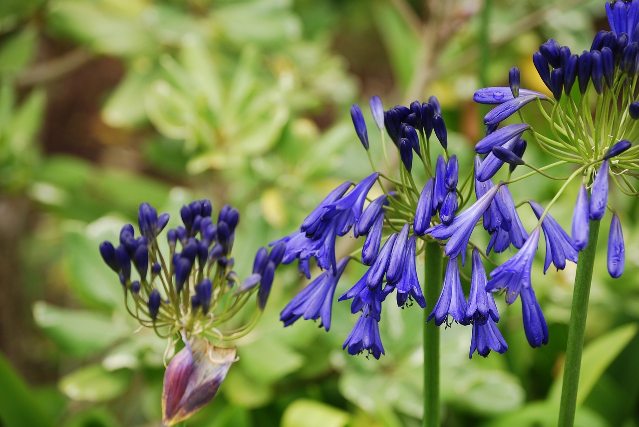 purple flowers green purple free photo