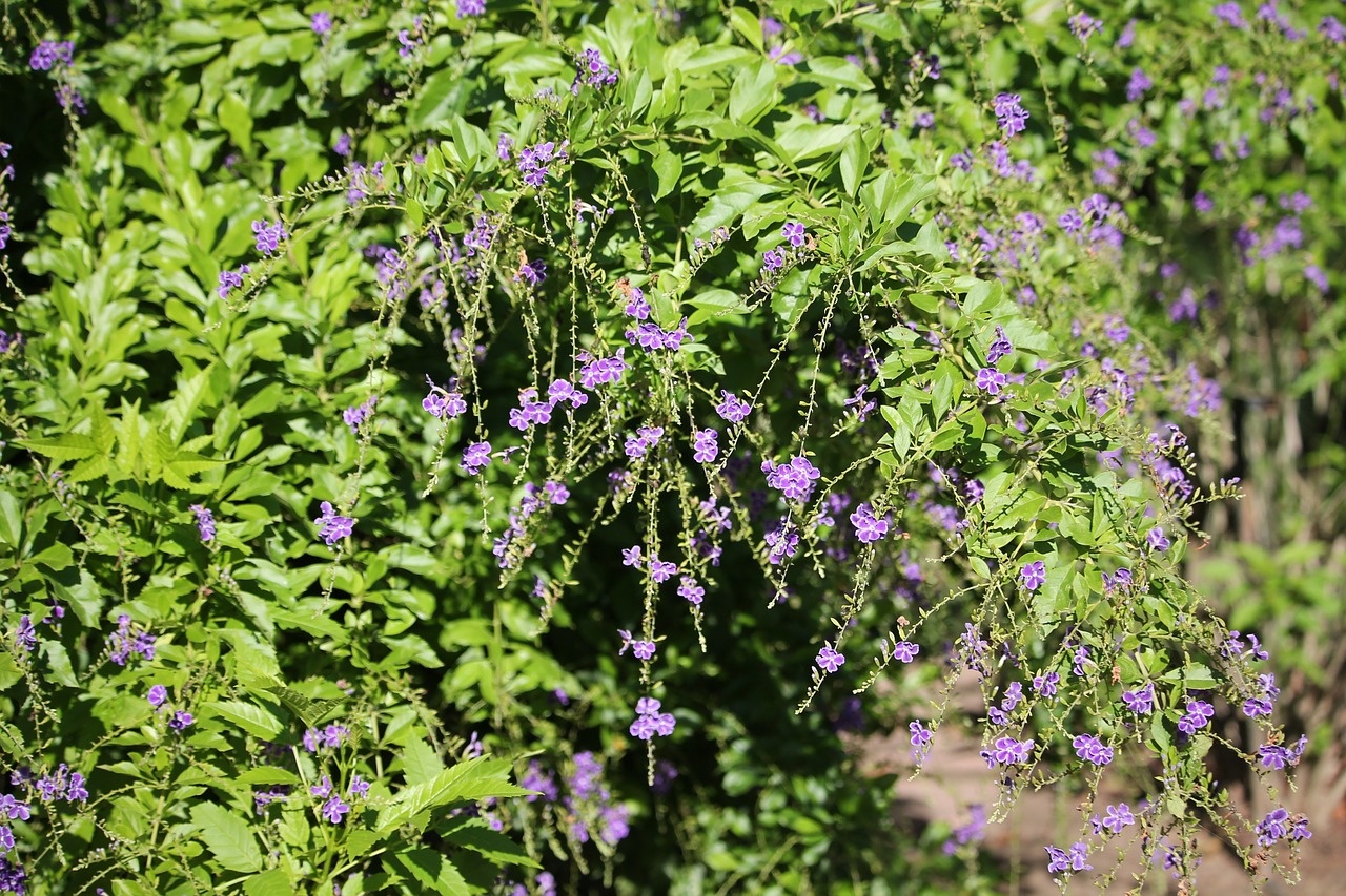 purple flowers plant summer flowers free photo