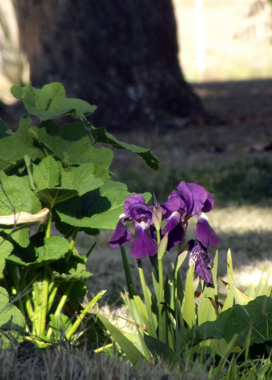 purple flowers tree free photo