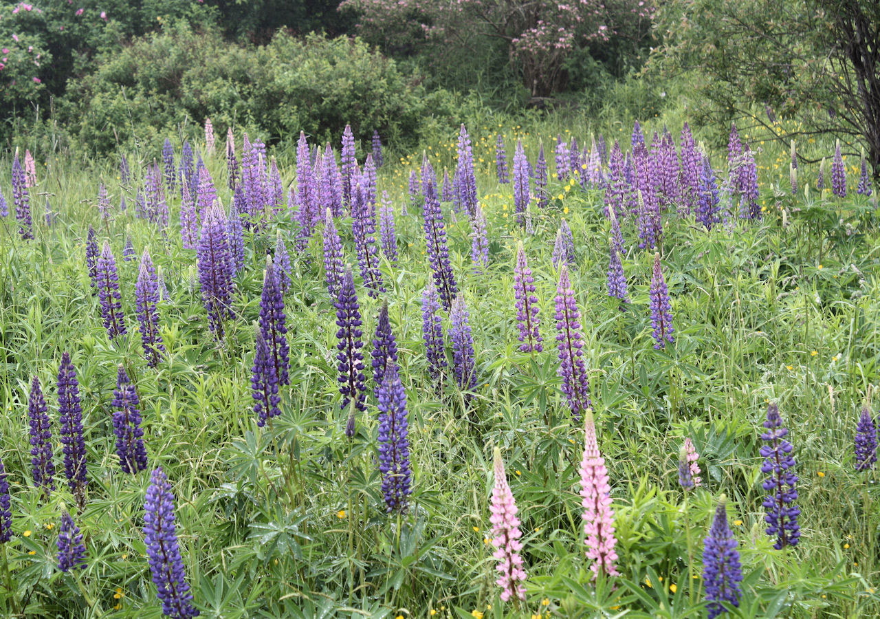 flowers field landscape free photo