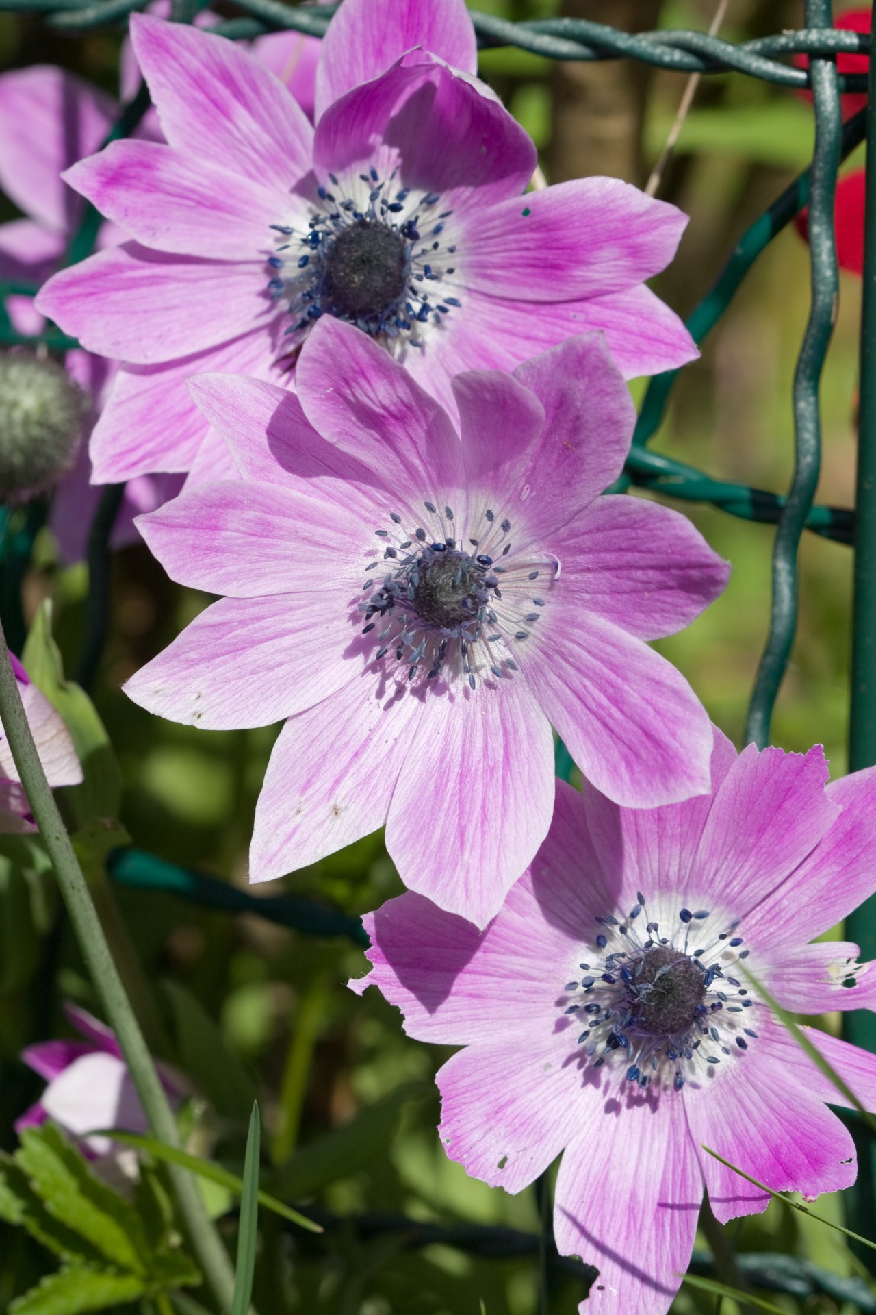 flower flowers purple free photo