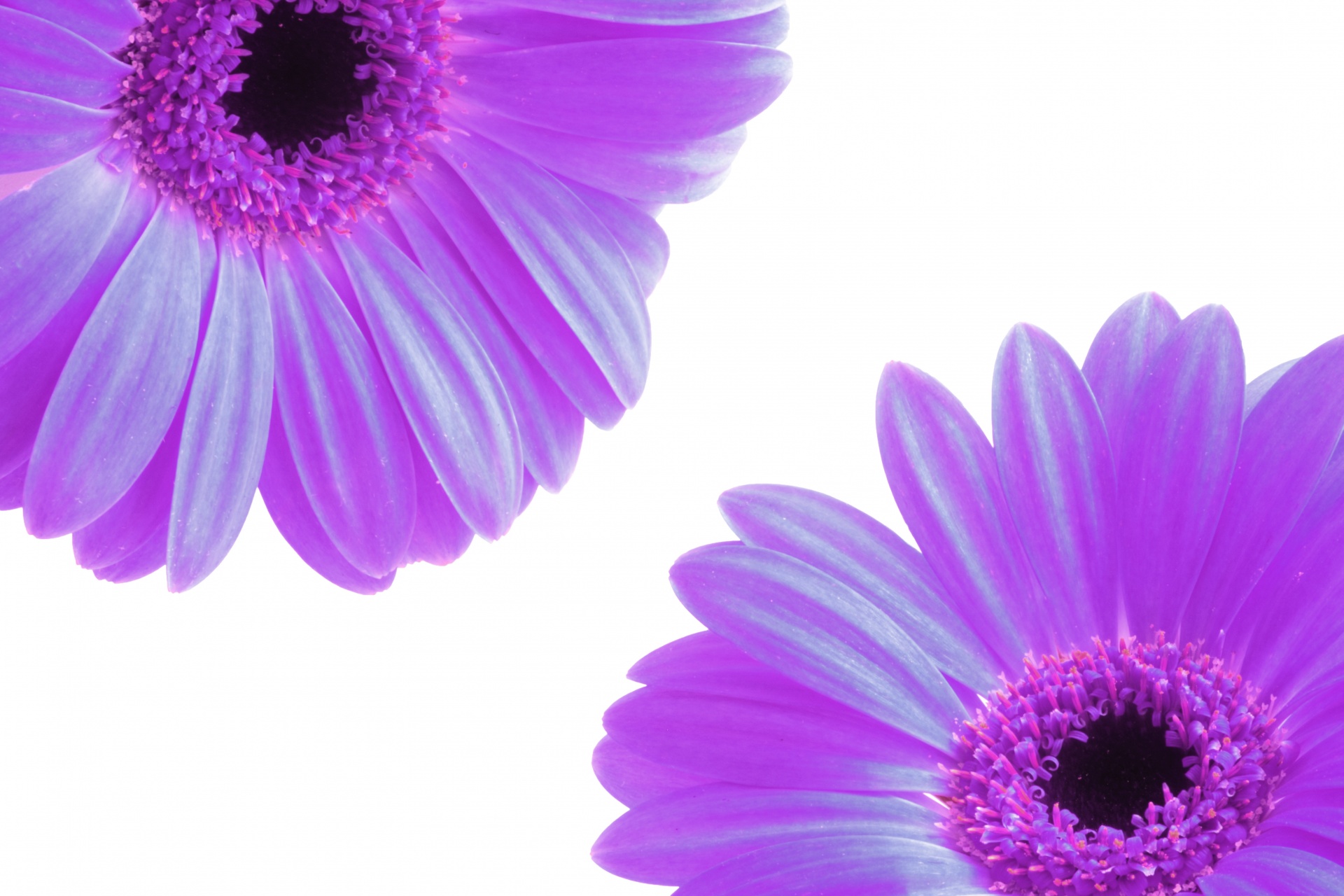 flowers petals purple free photo