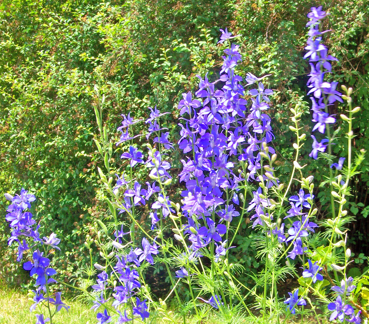 purple flowers purple flowers free photo