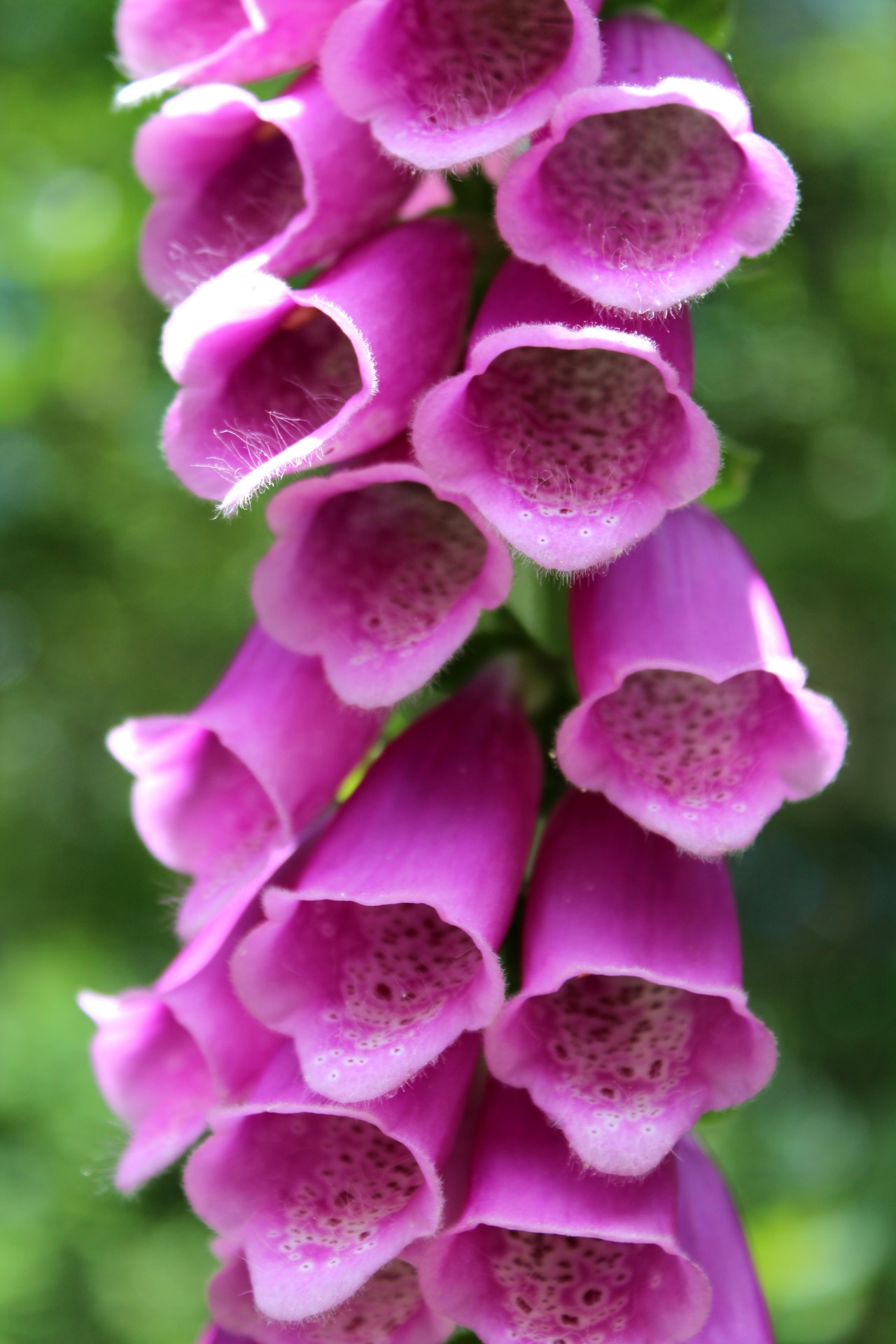 vertical flowers purple free photo