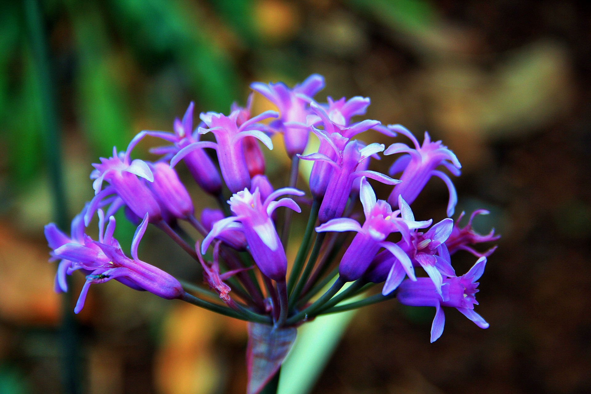 flowers purple garlic free photo