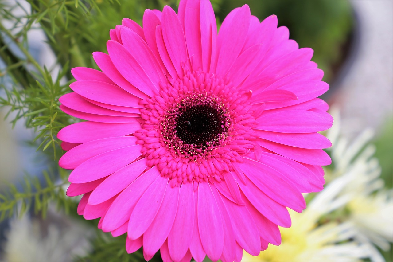 purple gerber  flower  plant free photo