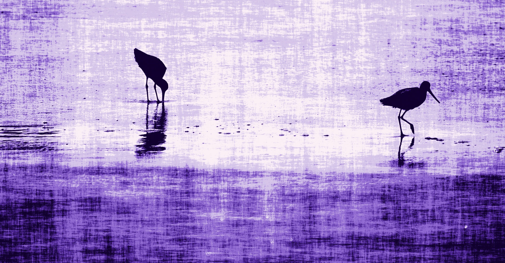 bird birds purple free photo