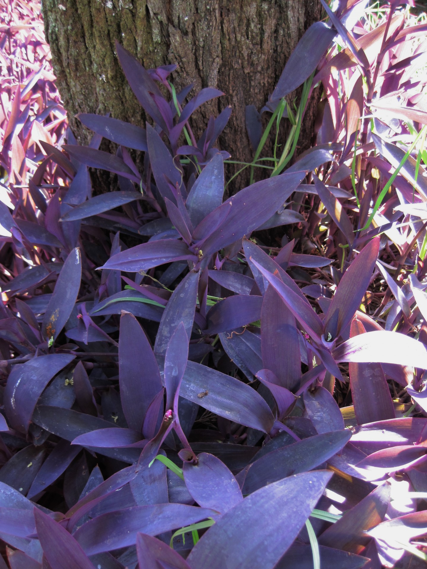 ground covering leaves purple free photo