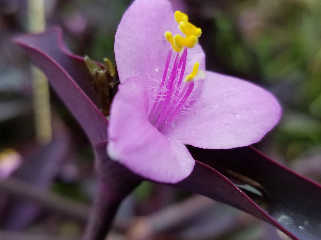purple heart plant wandering jew flower free photo