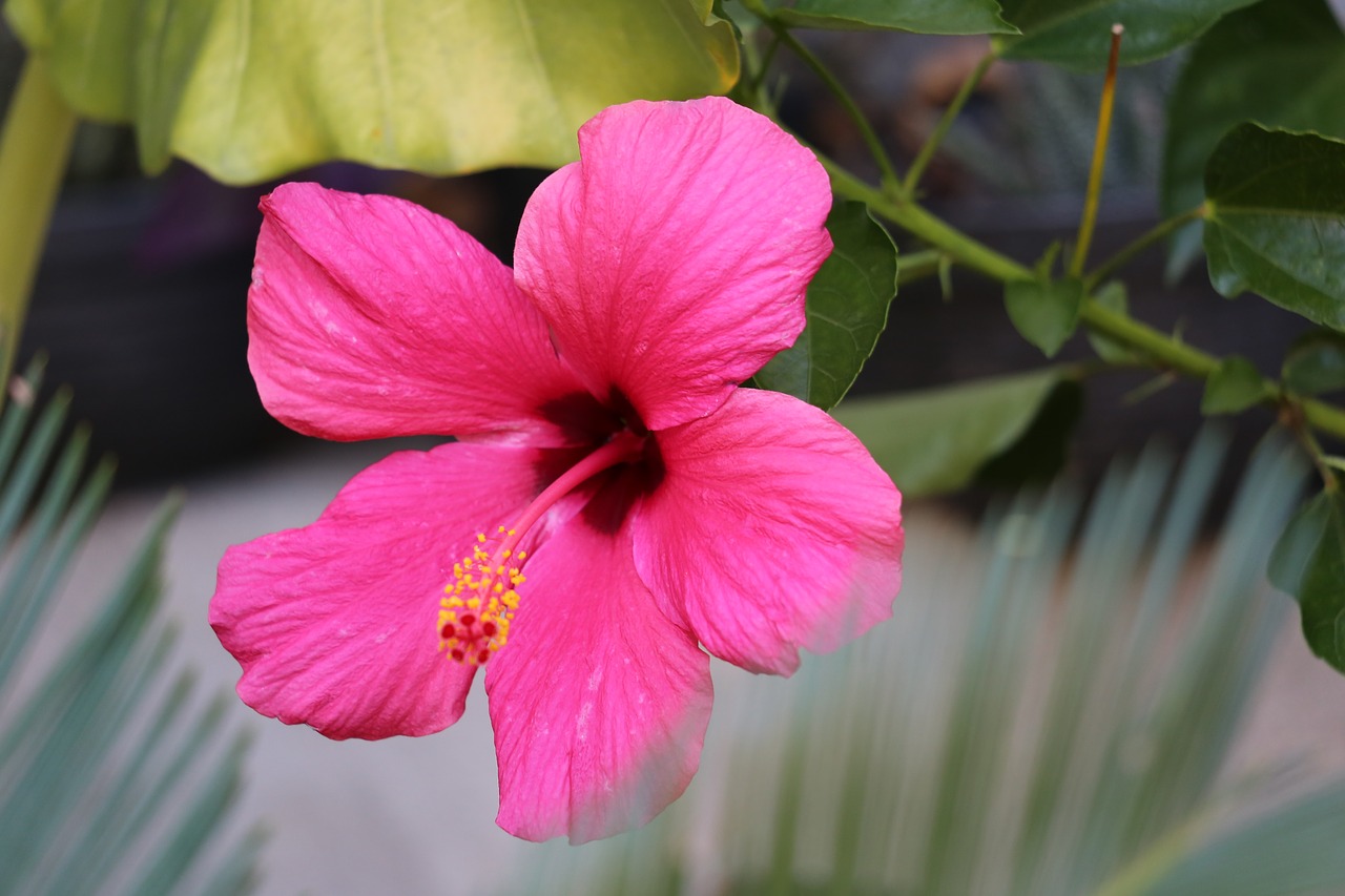 purple hibiscus  flower  bloom free photo