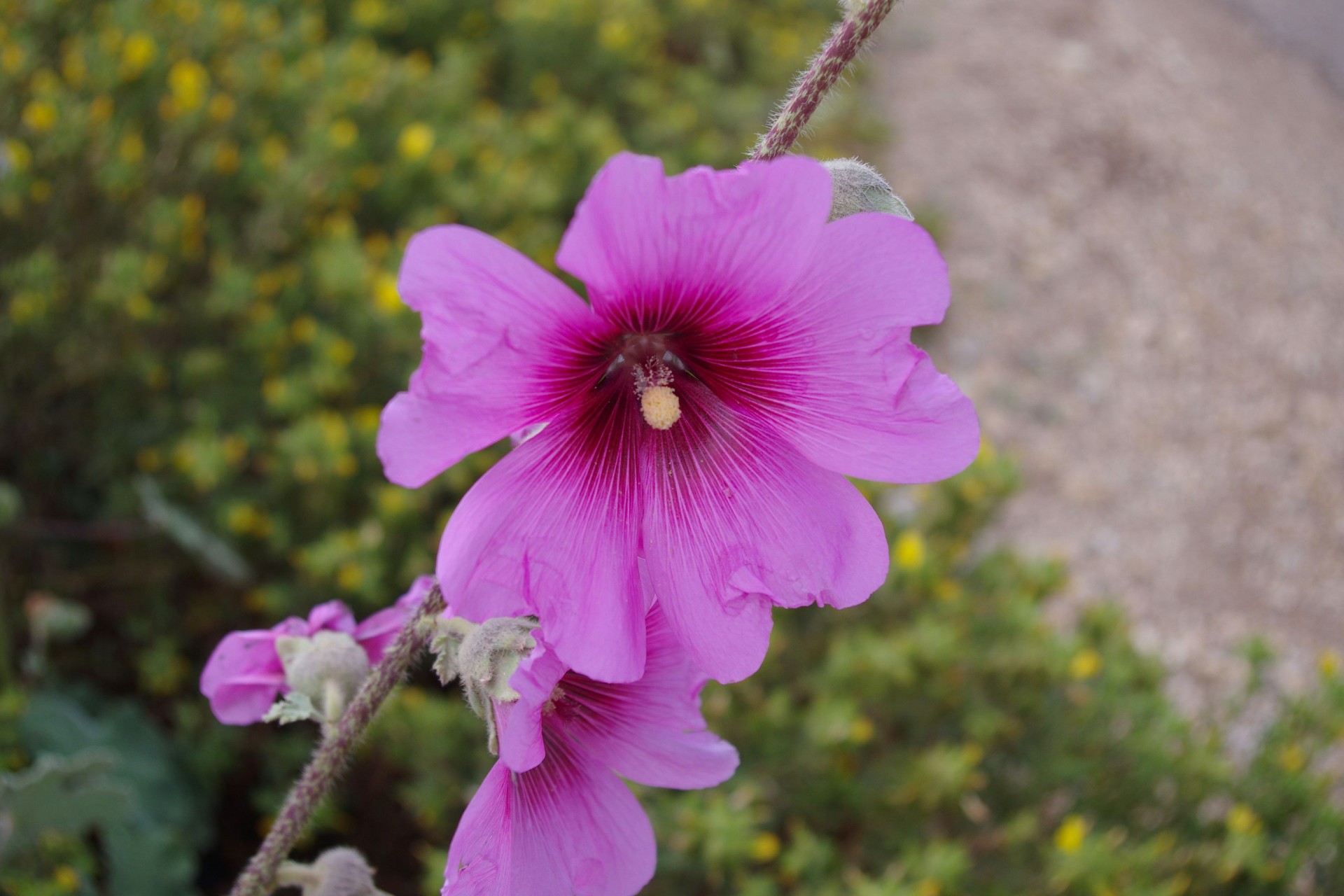 alcea setosa purple flower free photo
