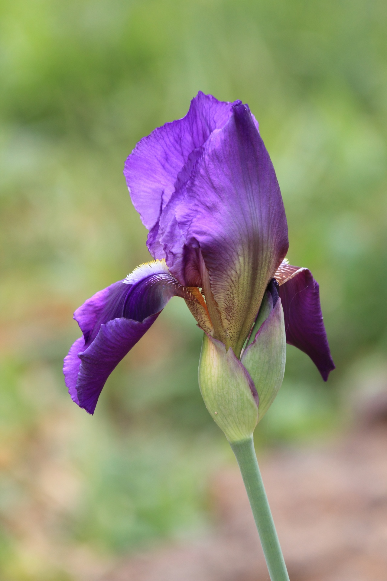 iris purple flower free photo