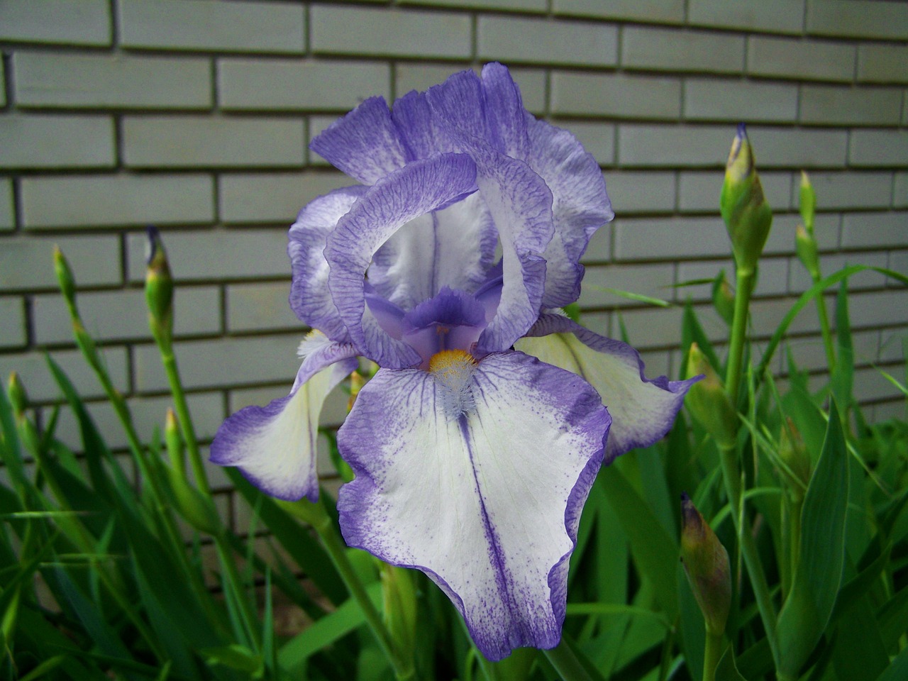 purple iris fleur-de-lis spring flower free photo